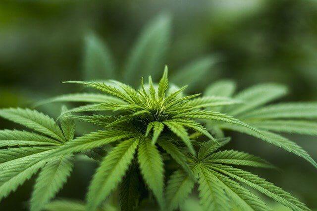 Cannabis