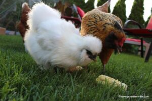 Poultry Breeders of Quebec